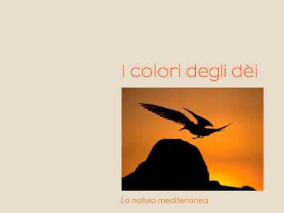 Gli scatti dei fotografi naturalisti